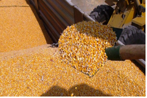 TMO Mısır Alımına Başlıyor