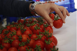 Domates Zam Şampiyonu Oldu