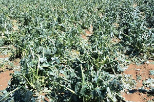 10 Dakikalık Yağış Tarlaları Yok Etti