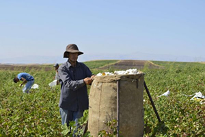 Tarım İşçileri Yevmiyelerden Şikayetçi