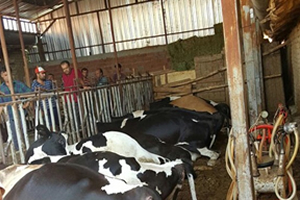 Elektrik Akımı 18 İneği Telef Etti