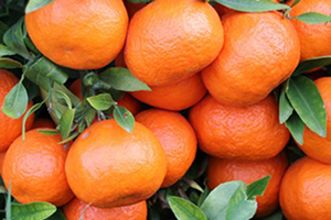 Turunçgil Üreticisinin Gözü Kulağı Rusya da