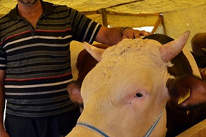 Kayseri Pazarın Kralı 15 Bin Lira