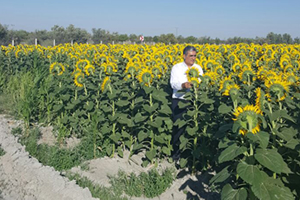 Konya Şeker Ayçiçeği Avans Fiyatını Açıkladı