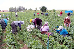 Okul Harçlığı İçin Fasulye Topluyorlar