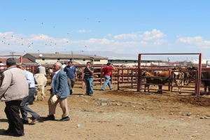 Hayvanlarda Hastalık Kalmadı