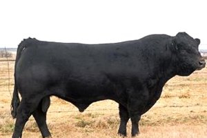 Ayvacık ta 1 2 Tonluk Boğa Alıcı Bekliyor