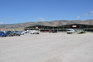 Hayvan Pazarında Henüz Beklenen Yoğunluk Yaşanmıyor