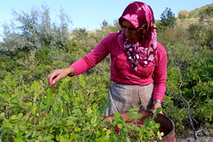 Dağdan Topladıkları Sumağı 30 Liraya Satıyorlar