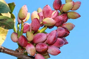 Rekor Yolunda Fiyat Dengesi Şart