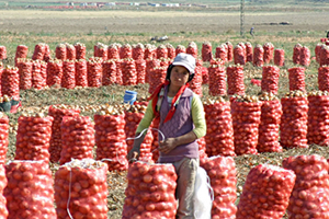 Soğan Üreticisi İhracattan Umut Bekliyor