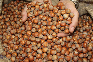 Türkiye 250 Bin Ton Fındık İhraç Etti