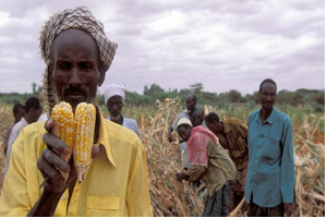 Mısır Üretimi Öngörüleri Resmen Zıpladı