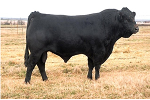 Boğanın Saldırdığı Çoban Hayatını Kaybetti