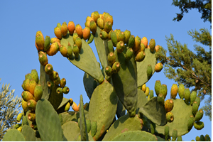 Dikenli İncir in Zahmetli Hasadı