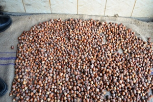 Yılın İlk Fındığı Tüccara İndi