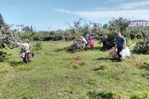 Memurların İzni İptal Edilince Fındık Yevmiyesi de Arttı