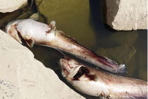 Uşak taki Gölette Toplu Balık Ölümü