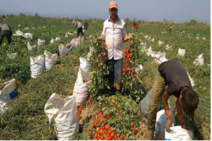 Aydın da Kırmızı Altın Üreticiyi Üzdü