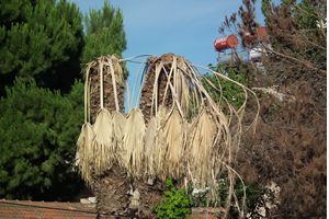 Aydın da Palmiyeler Kuruyor