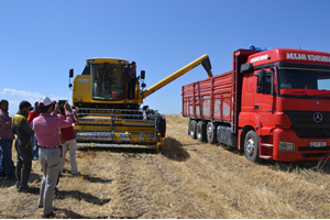 Ağrı da Hububat Hasadı Başladı