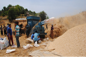 Buğday Üreticisinden Tüccar Fiyatlarına Tepki