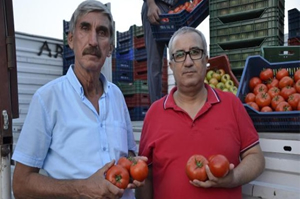 Çameli den Suudi Arabistan a Sera Domatesi