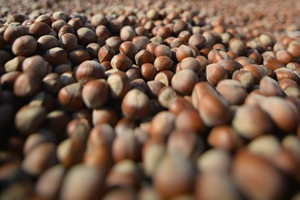 Fındık Fiyatları Konusunda Tarım Bakanlığı Kulak Tıkamayı Sürdürüyor