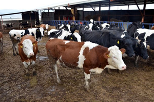 Burdur Hayvancılıkta Kriz Yaşıyor