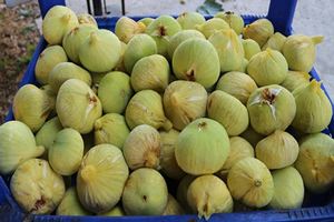 İncirde En Kaliteli Ürün Yılı Beklentisi