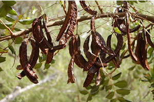 Keçiboynuzu Pekmezine Standart Geldi