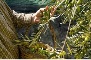 Zeytin Ağaçlarının Gençleştirilmesi Yönünde Destek Verilecek