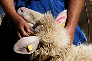 Alo Küpe Hattı Kuruldu