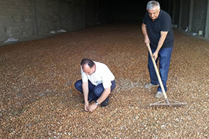 Badem Hasadı Başladı