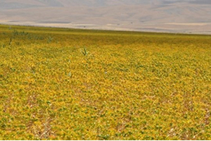 Muş Ovası nda Aspir Yetiştiriliyor