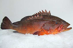 Orfoz ve Lagos Tutan Satan Alan Yiyen Yandı