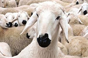 Kurbanlık Hayvanların Sayısal Boyutu