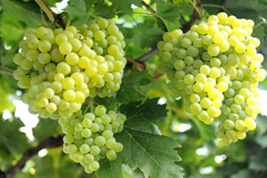 Üzüm Üreticisine Bayram Müjdesi