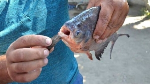 Seyhan Baraj Gölü nde Pirana