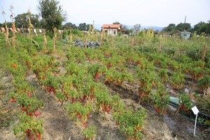 Kent Bostanlarında 60 Çeşit Biberden Tohum Elde Edildi