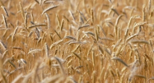 İlaç Devi Bayer Dünyanın En Büyük Tohum Üreticisi Oldu