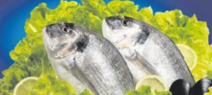 Körfezde Çipura Akını