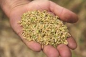 İpsala da Çeltik Hasadı Başladı