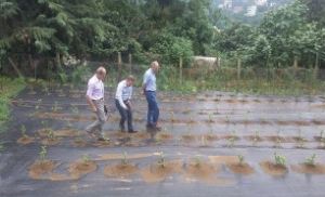 Türk Çayı İçin Ulusal Gen Havuzu Geliyor