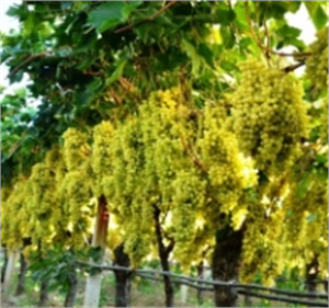 Üzüm Üreticisi Hava Kargo Ulaşımı İstiyor