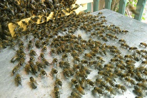 Arıcılara Sıfır Faizli Kredi İmkanı Verilmeli