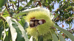 İtalya`dan Gelen Dert, 20 Bin Ağacı Kuruttu