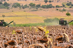 Ayçiçeği nde Hasat Hızlandı