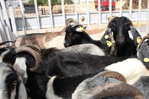 Diyarbakır da Kıl Keçisi Dağıtımı Yapıldı