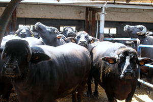 Meşhur İtalyan Peynirleri Bursa da Manda Sütünden Üretiliyor